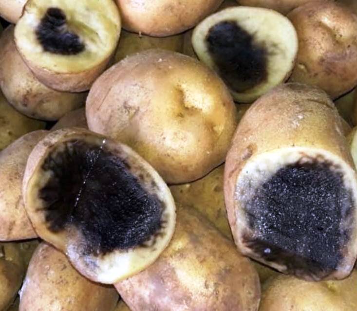بطاطا مسرطنة في السوق اللبناني