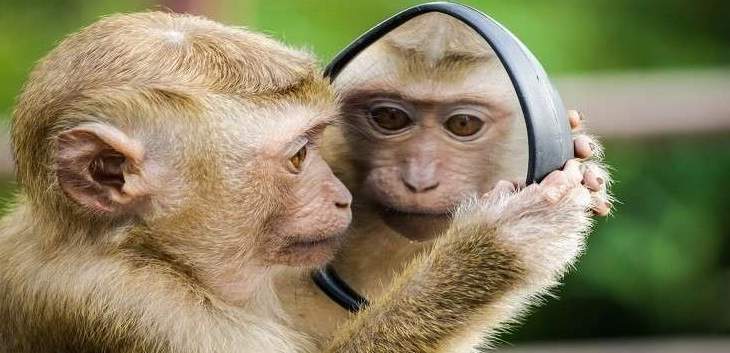 قرد يخطف رضيعا ويرفض إطلاق سراحه