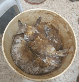 بالصور: جرذان وحشرات وروائح.. ضبط 4 مستودعات تحتوي على مواد غذائية فاسدة