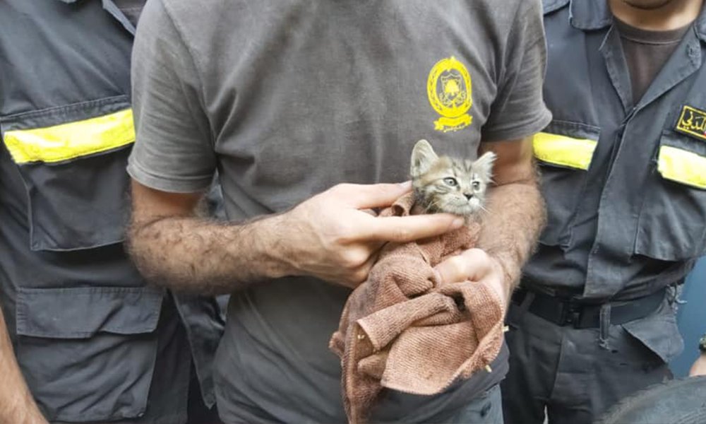 “الدفاع المدني” يُنقذ هرة مُحتجزة داخل جسر الكولا (بالصور)