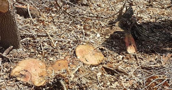 مجزرة بيئية في راشيا بعد قطع اكثر من 1500 شجرة!