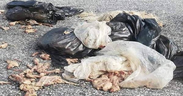 كانت محملة بمخلفات الدجاج... فتمّ توقيفها!
