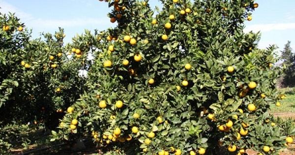 مزارعو الحمضيات والموز في الجنوب: لحماية الإنتاج الوطني