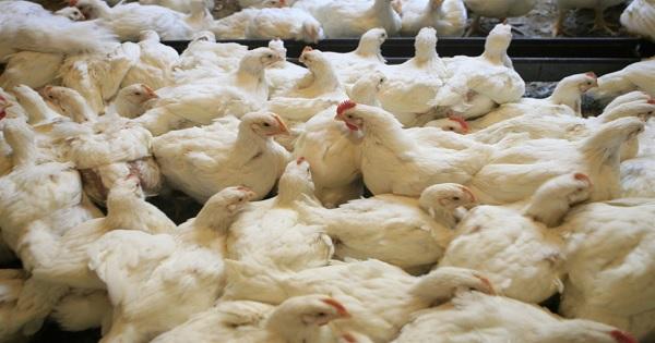 "الدجاج القاتل": الفضيحة لا تُعالج بفحوصات مخبرية