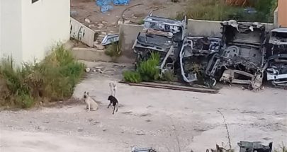 سكان تول شكوا ظاهرة الكلاب الشاردة وحرق النفايات