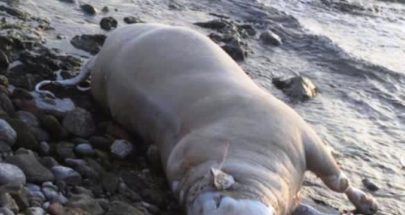 بقرة نافقة عند شاطىء الكورنيش البحري في عمشيت