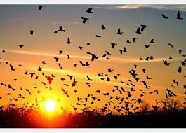 اللواء عثمان يدعو للمساعدة في حماية الطيور المهاجرة طبقا للقانون