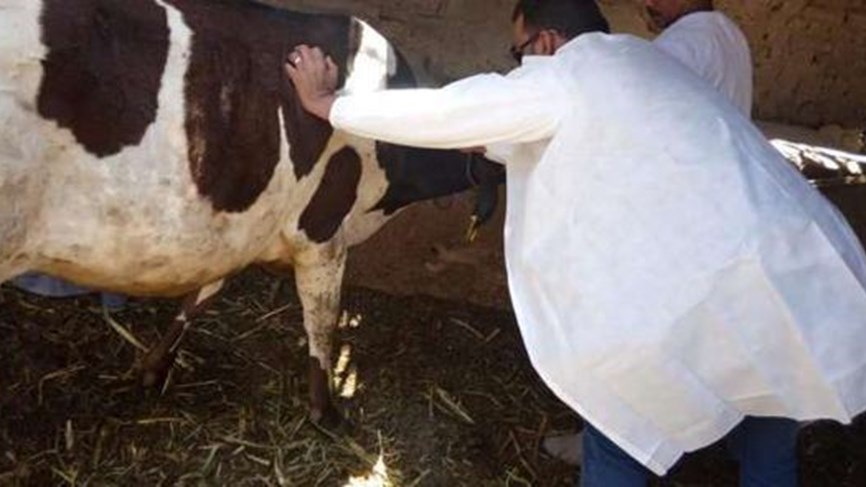الوكالة الوطنية: رصد حمى قلاعية في قضاء بنت جبيل والبدء بحملة تحصين ضد هذا المرض للأبقار