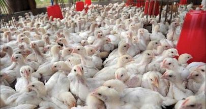 خطر يهدد ملايين الدواجن... والحل خلال ساعات؟!