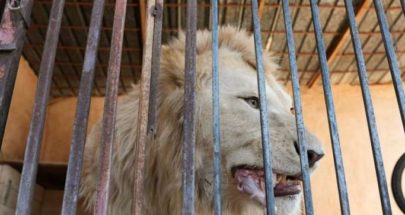 مشهد يفجر الإحباط في حدائق لبنان.. الحيوانات تتضور جوعا