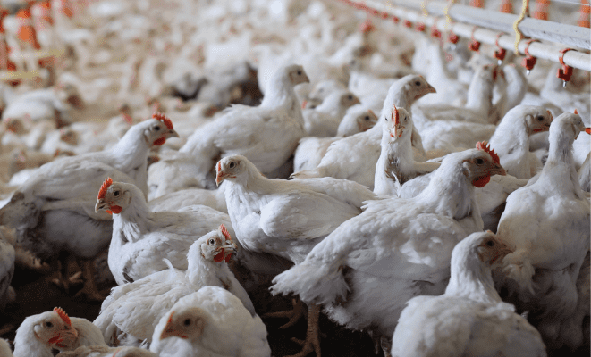 نقابة الدواجن: للسماح بتصدير جزء من الإنتاج إلى الخارج والقطاع يتكبد خسائر هائلة