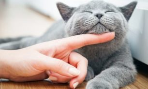 5 فوائد لوجود القطط في المنزل