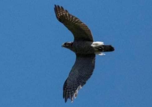 إكتشاف طائر الجوشوك في محمية إهدن