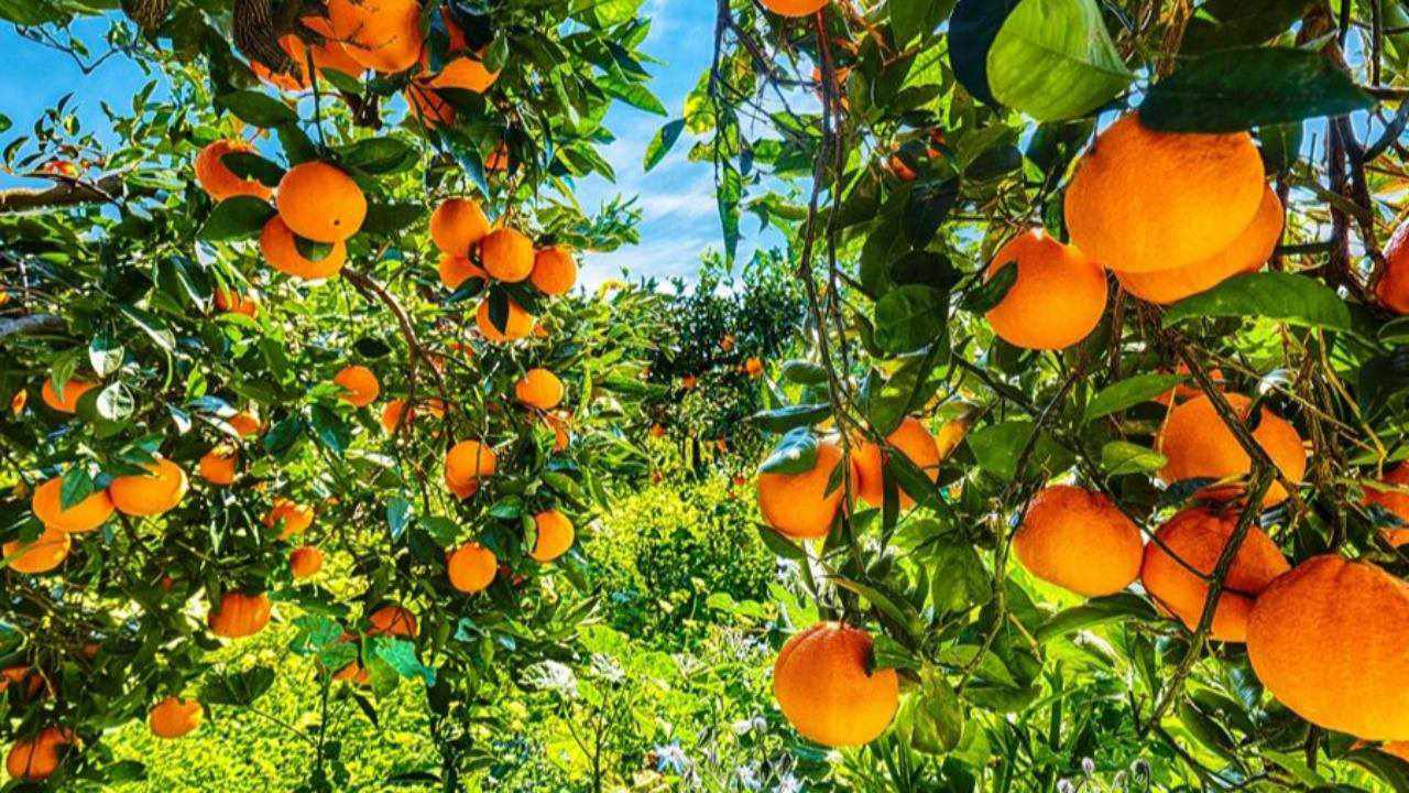 السماح باستيراد فاكهة من عائلة الحمضيات واللوزيات مُرفقة بشهادة صحية