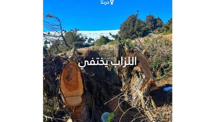 جمعية الأرض: مجزرة بيئية في حق شجر اللزّاب في حربتا – بعلبك
