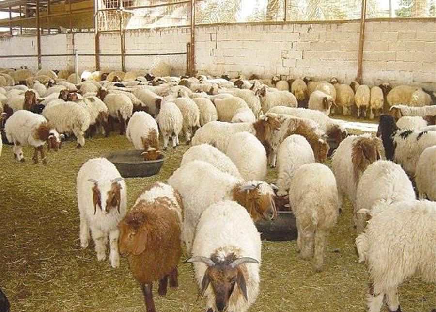 نقابة مستوردي المواشي تطالب بإيجاد حلّ لإضراب موظفي الزارعة... وتنبيه!