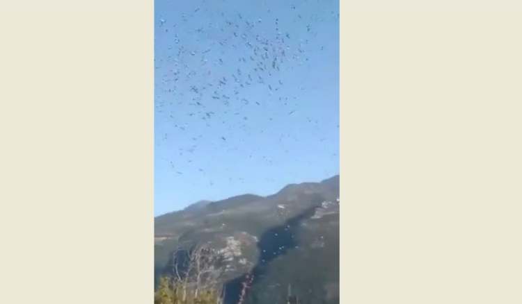 غانم: لعدم قتل الطيور العابرة المفيدة للتوازن البيئي