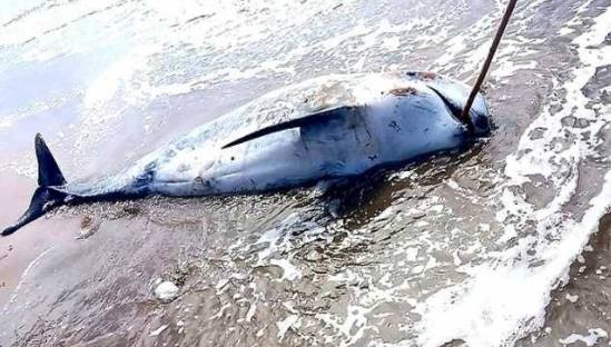 وزارة الزراعة: فريق مختص كشف على حوت نافق  عكار