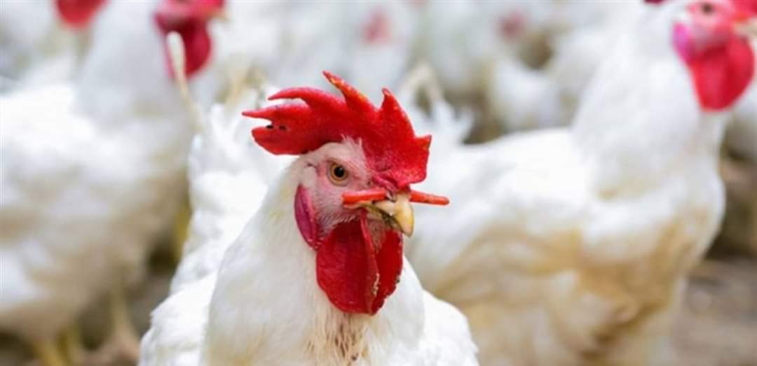 اقفال مسلخ للدواجن