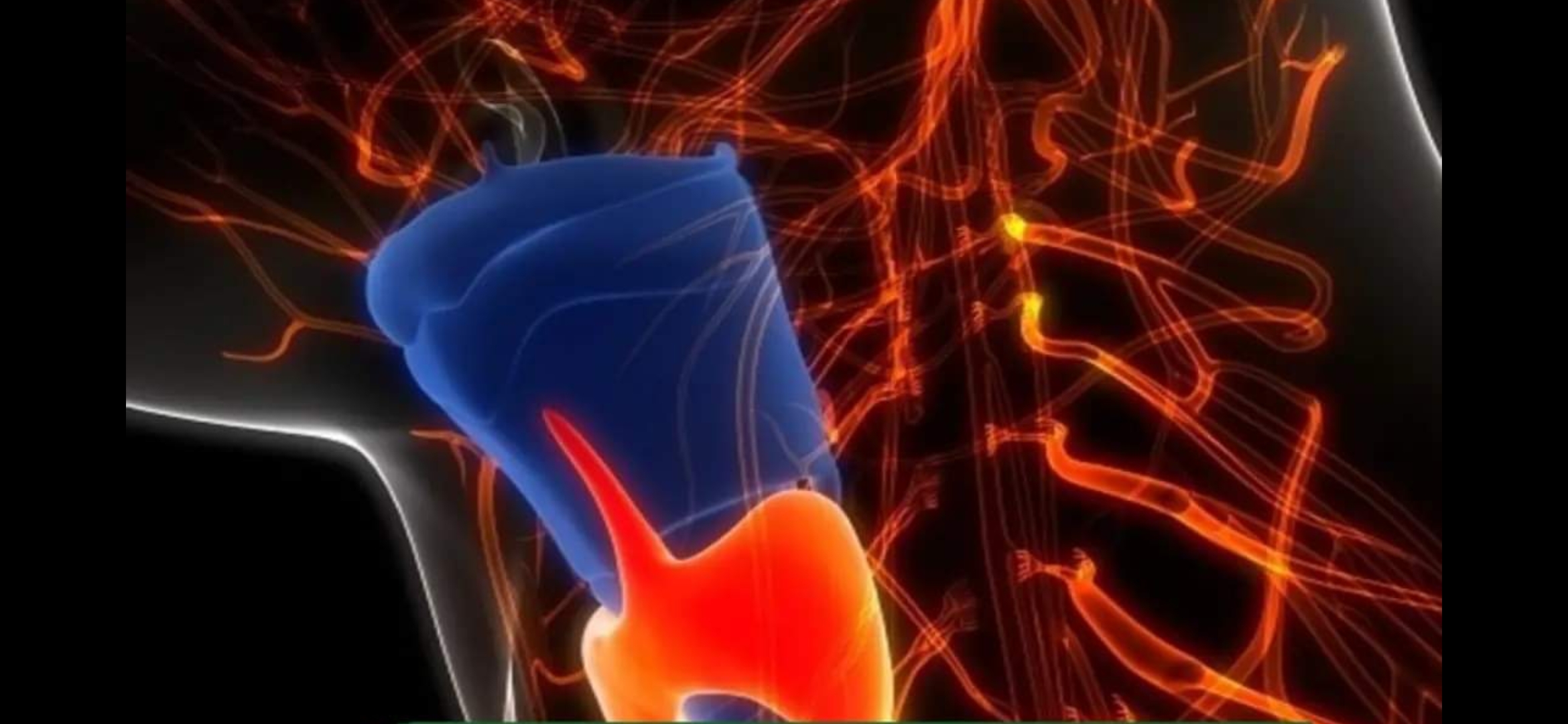 تأثيرات جديدة لهرمون الغدة الدرقية