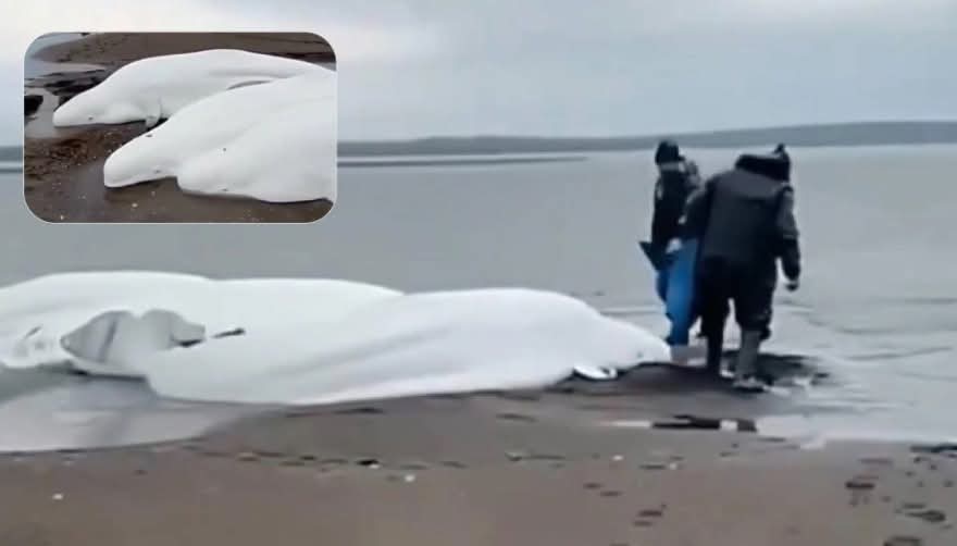 مشاهد نادرة لحيتان بيضاء جانحة عقب زلزال كامتشاتكا