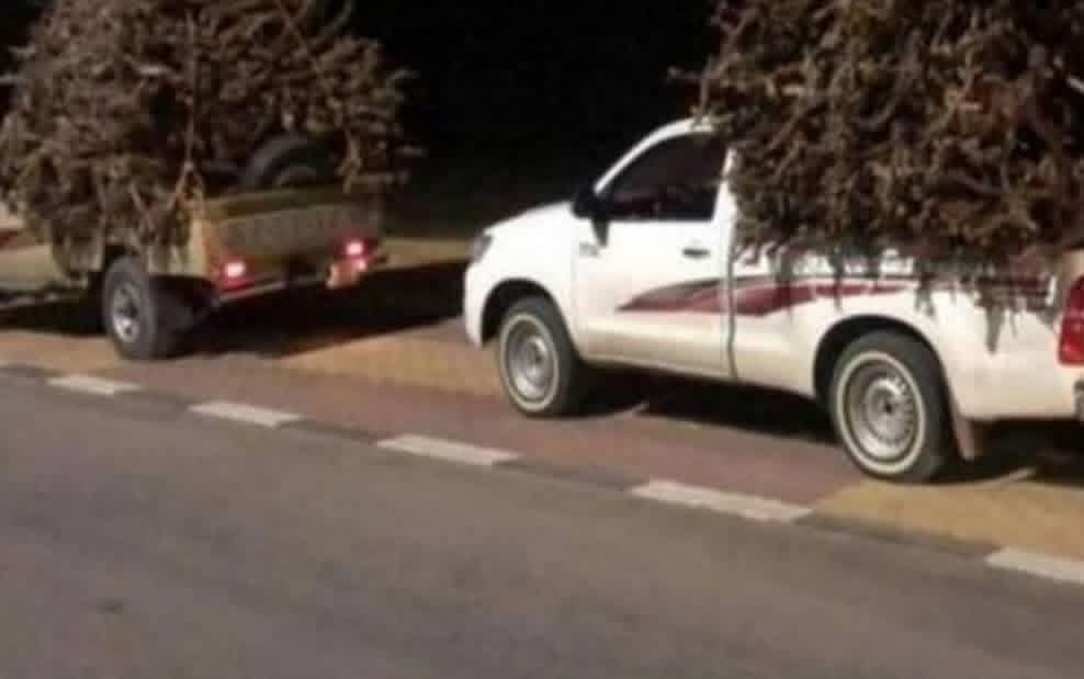 شحنة محمّلة بالحطب في عكار