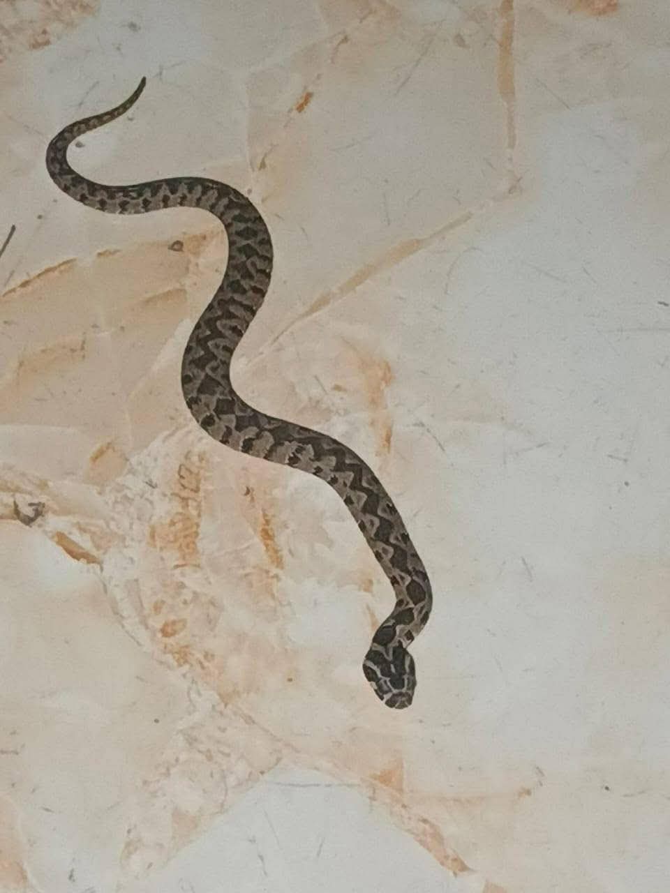 أفاعي داخل غرفة حرس قوى الأمن في سرايا المنية