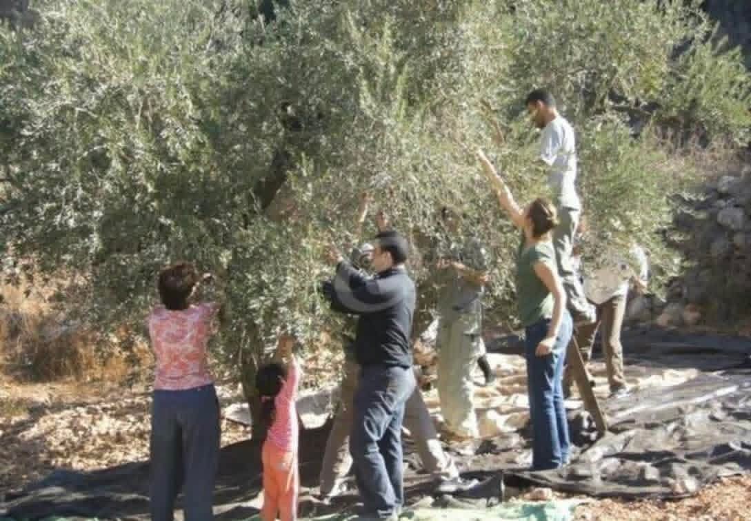 على أبناء القرى الحدودية للسماح لهم بقطاف الزيتون