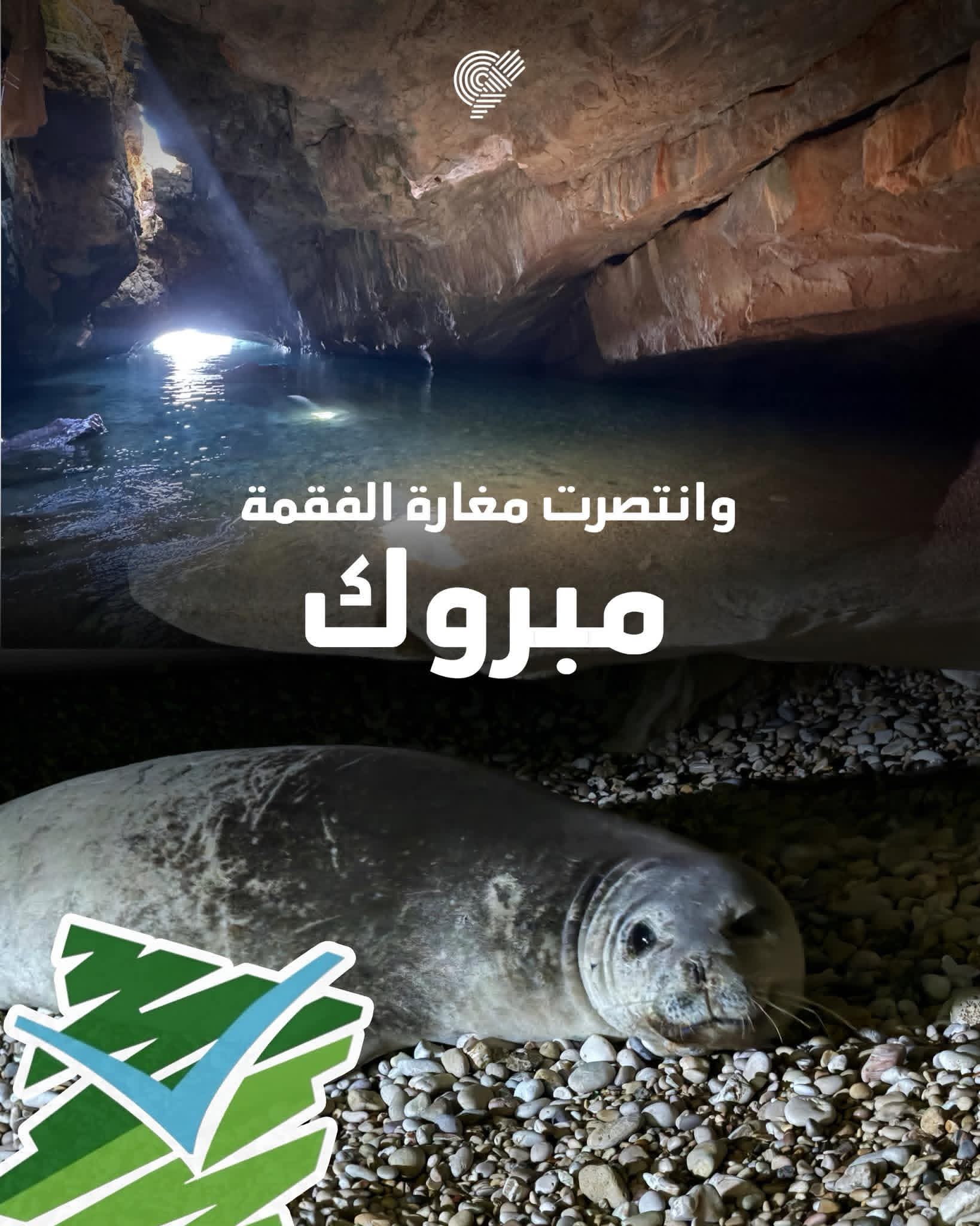 وزارة البيئة تهبّ لحماية مغارة فقمة الراهب المتوسطيّة في عمشيت
