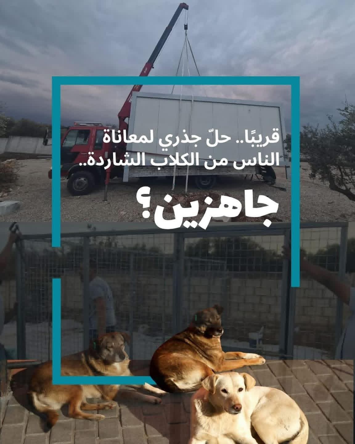 يطلق وعدًا بحل جذري لمشكلة الكلاب الشاردة في طرابلس