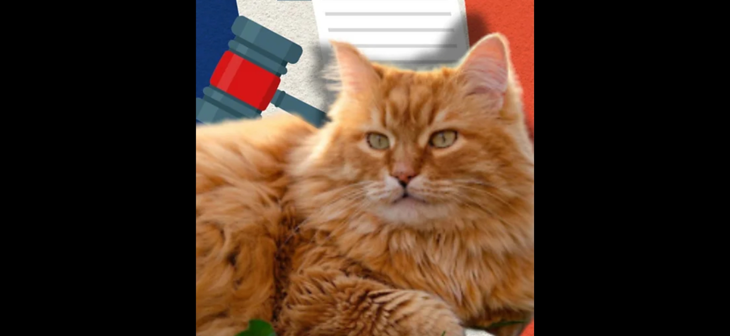 محكمة تقضي بتغريم القط ريمي في فرنسا