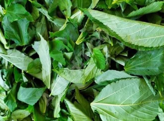 ضبط 27 طنًا من الملوخية الفاسدة في الغازية