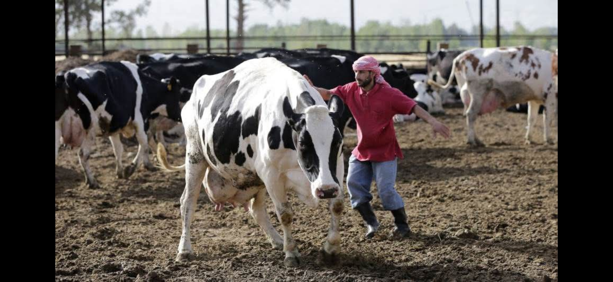 وباء متوحش يتغلغل في لبنان: الحمى القلاعية تلتهم المواشي