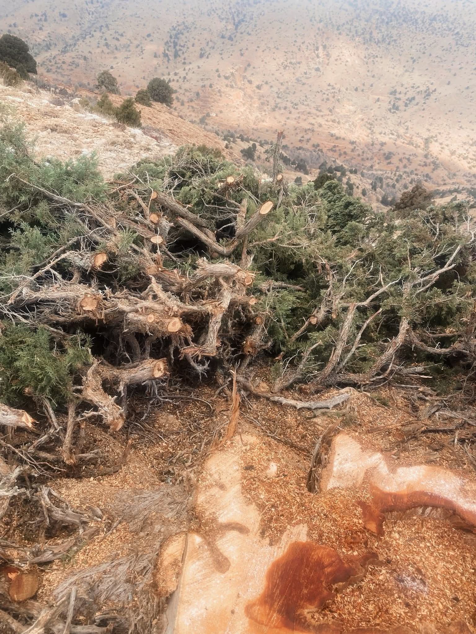 جمعية الأرض: جريمة بيئية بحق اشجار اللزاب بين رأس ضليل وادي فعرا وحلبتا