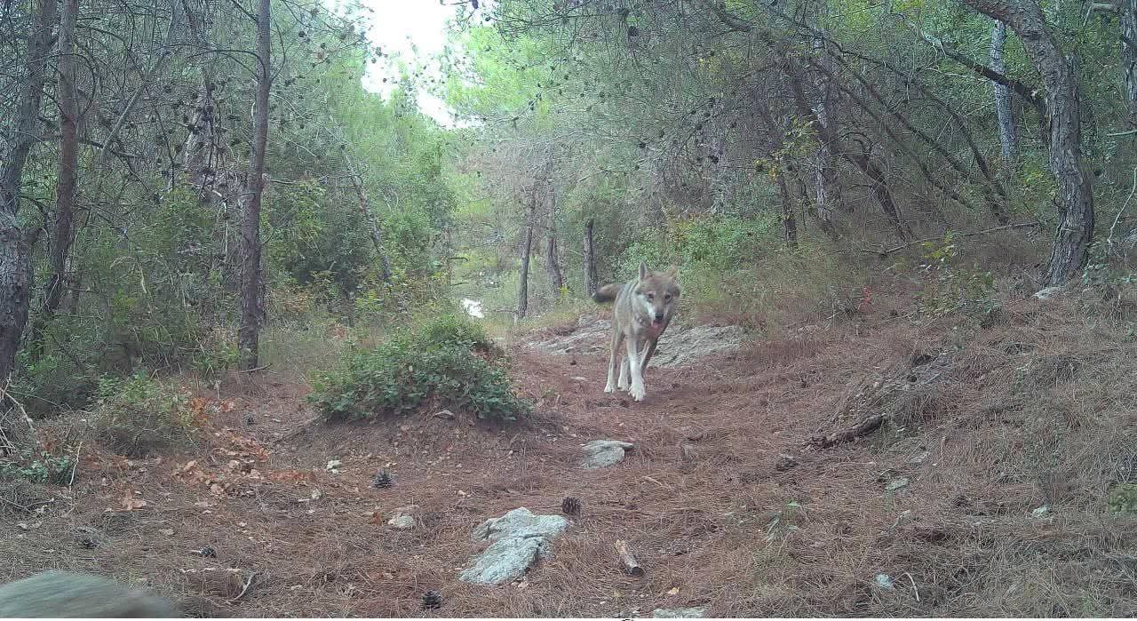 عودة الذئاب الرمادية إلى وادي عودين بعد غياب عقود