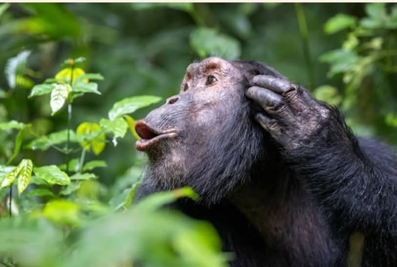 الشمبانزي العبقري "ينفق"