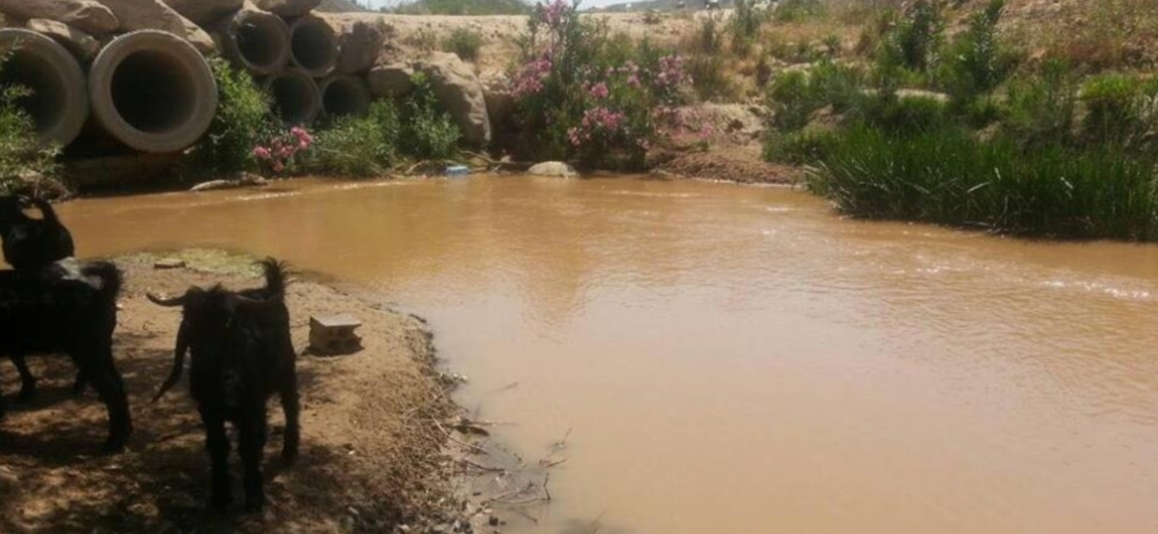 جريمة بيئية” جديدة في تعنايل: مياه الصرف الصحي تتدفق إلى مجرى نهر الليطاني