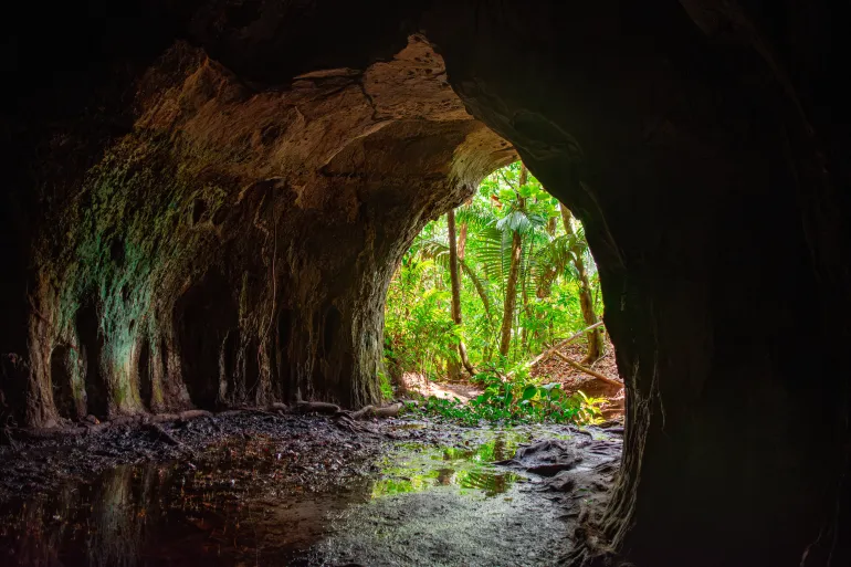 علماء يكتشفون نافذة نادرة على شكل الحياة قبل مليون سنة