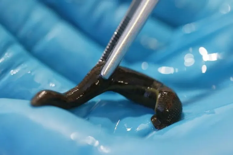  دولارا للواحدة.. ما سبب تهريب "دودة العلق" إلى تركيا