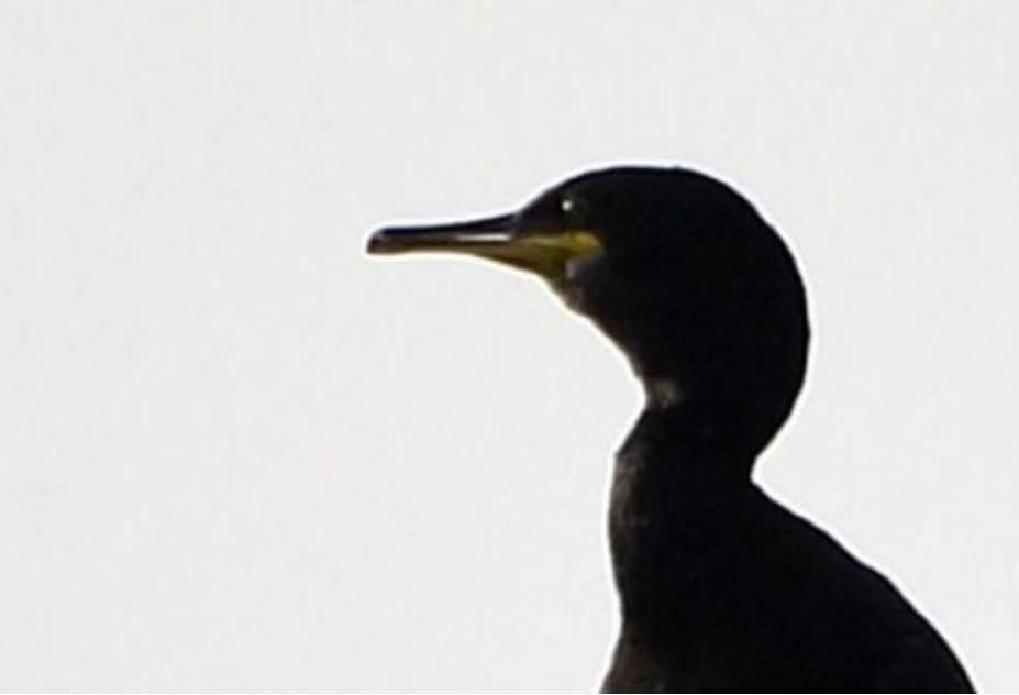 غراب بحر مصاب يطرق بمنقاره باب قسم طوارئ بمستشفى ألماني طلبا للعلاج