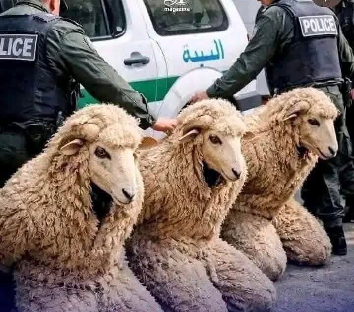 في حادثة توصف بالأغرب