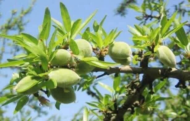 يحمي من أمراض ومنافعه لا تعدّ.. لهذه الأسباب تناولوا اللوز الأخضر