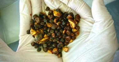 حصى المرارة البقرية تتجاوز الذهب سعرا فى الأسواق العالمية