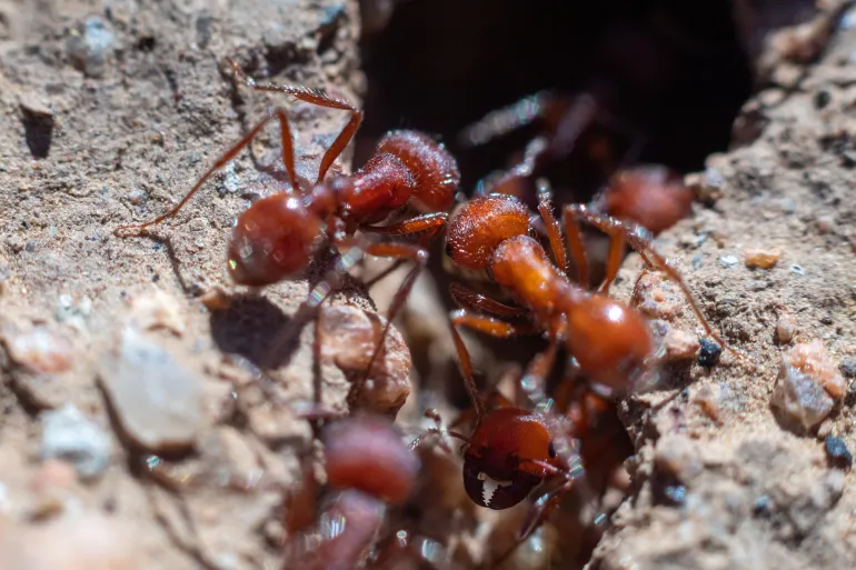 250 دولارا للنملة.. لماذا أصبح "الحاصد الإفريقي" كنزا للمهربين؟