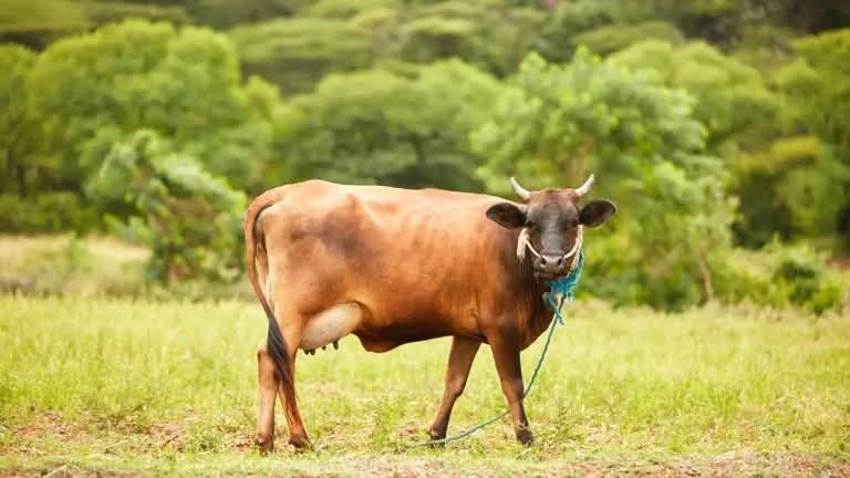 هاجمت شابا على الطريق.. بقرة تُثير الذعر في الهند