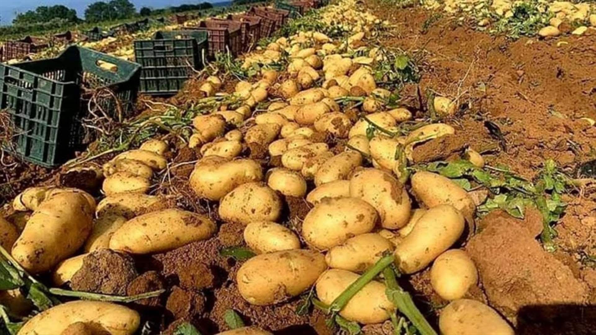 مزارعو البطاطا في عكار يطالبون بإعادة فتح الأسواق العربية أمام المنتجات اللبنانية