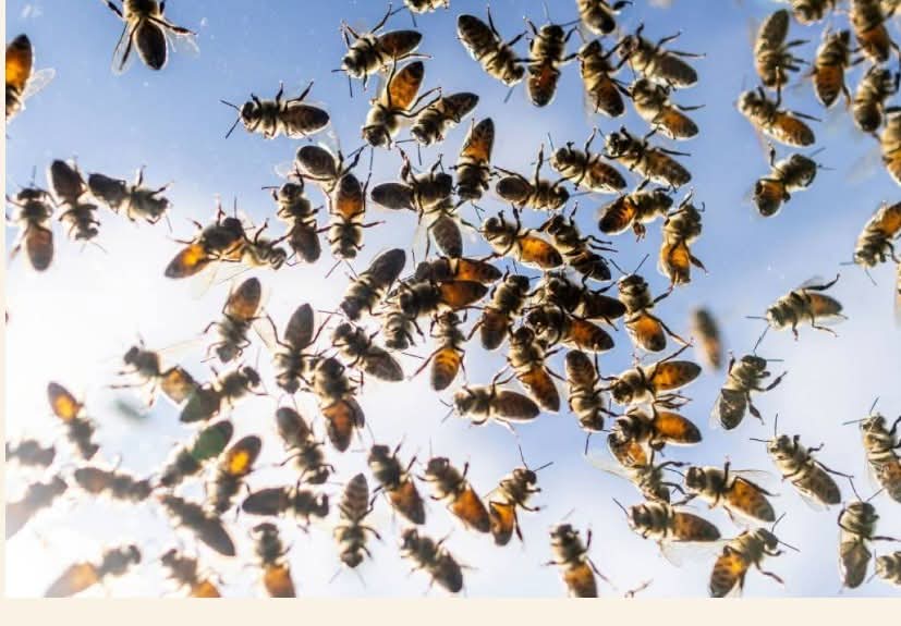 عالم خفي تحت القبور.. 5.5 ملايين نحلة تعيش تحت مقبرة منذ 90 عاماً