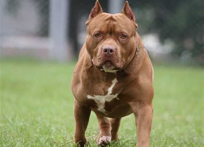 كلاب “بيتبول” تنهي حياة شاب داخل منزله