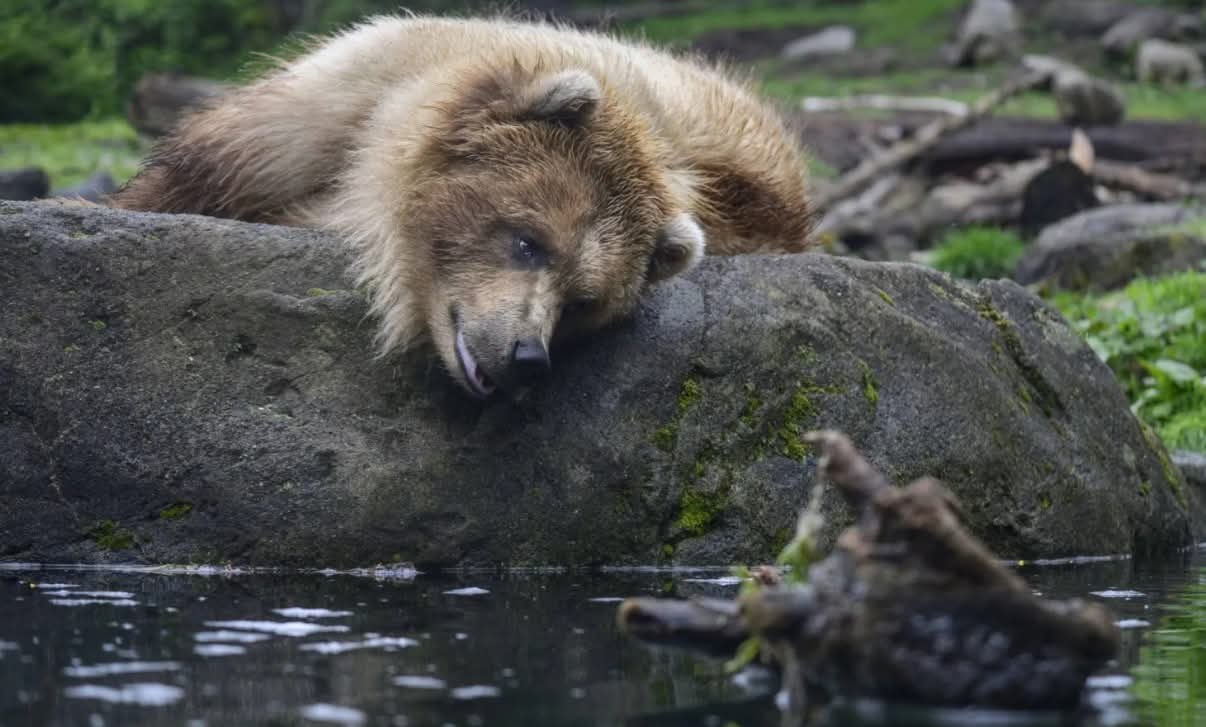 مقتل امرأة هاجمها دبّ في بولندا