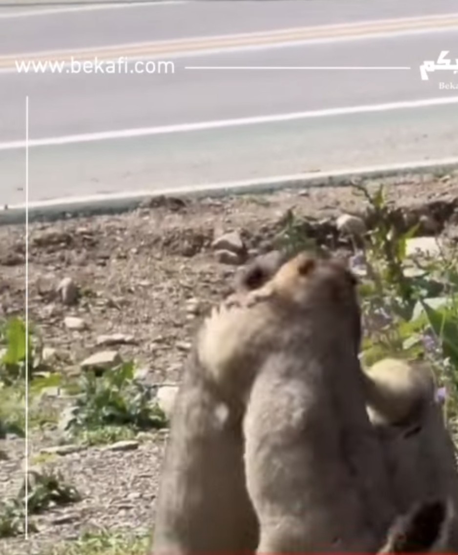 شجار بين اثنين من حيوانات